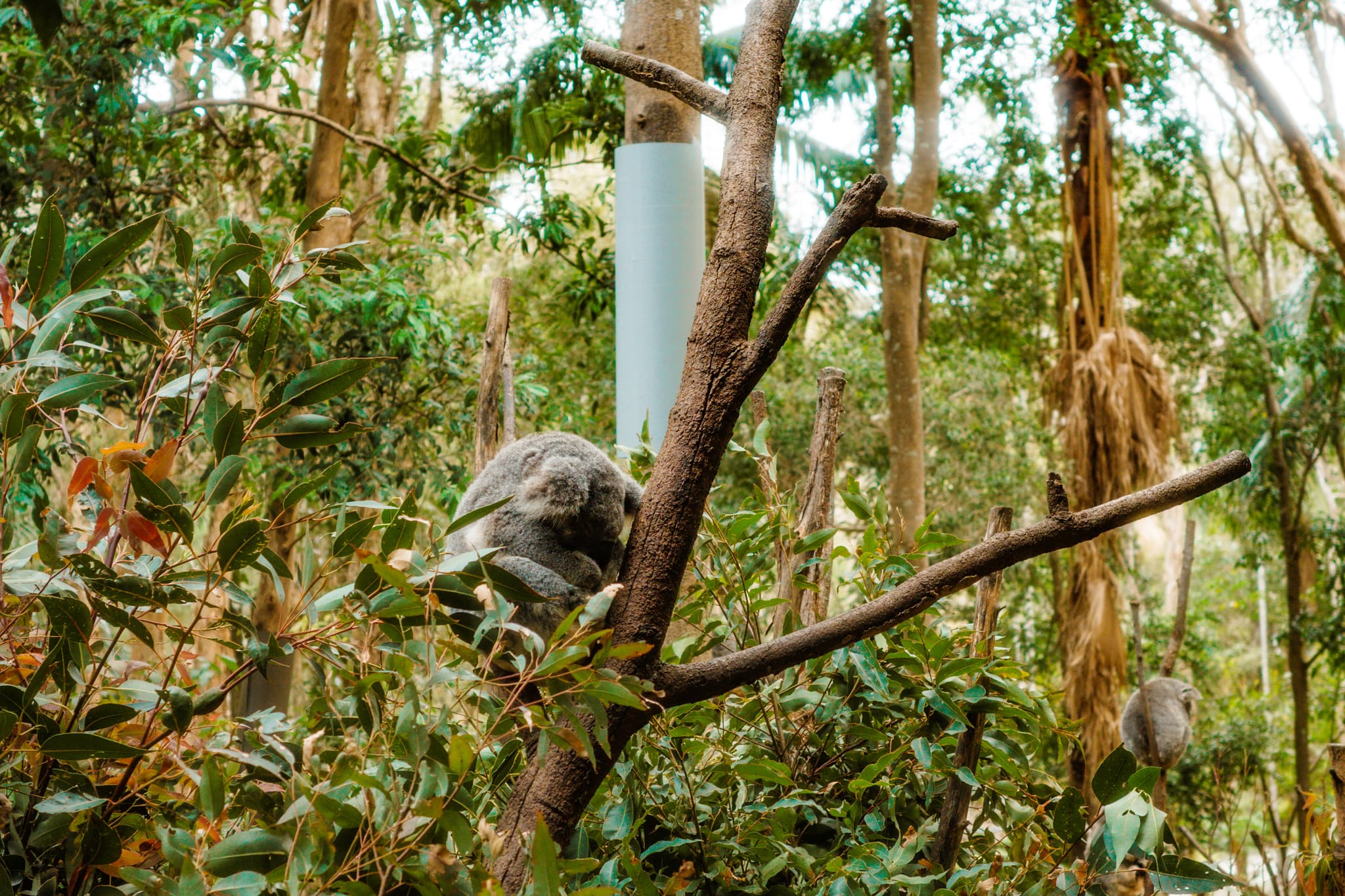 Koala perched on a tree branch among dense eucalyptus foliage in a forest