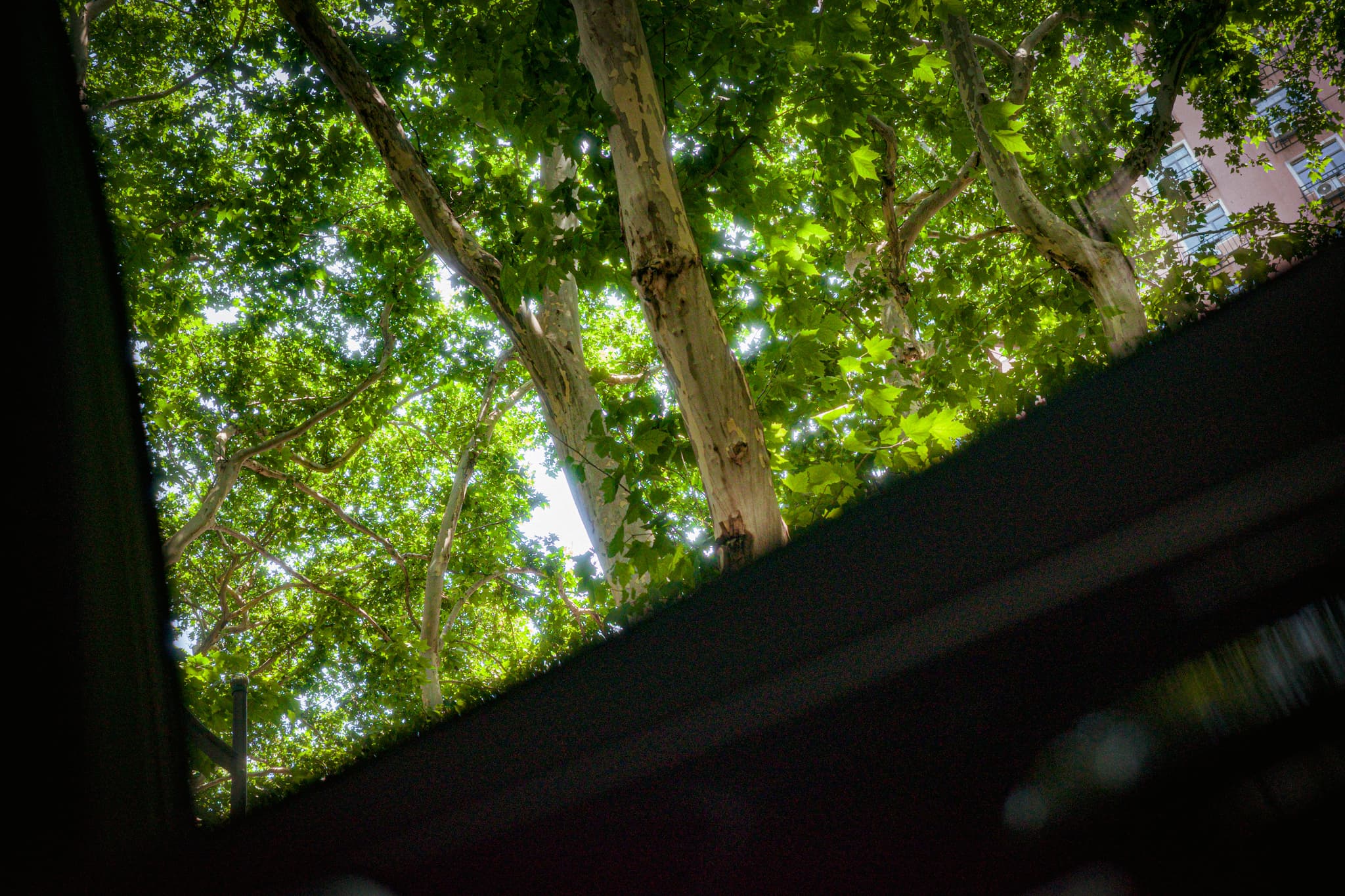 A view of tree branches and green leaves seen through a window, with sunlight filtering through the foliage