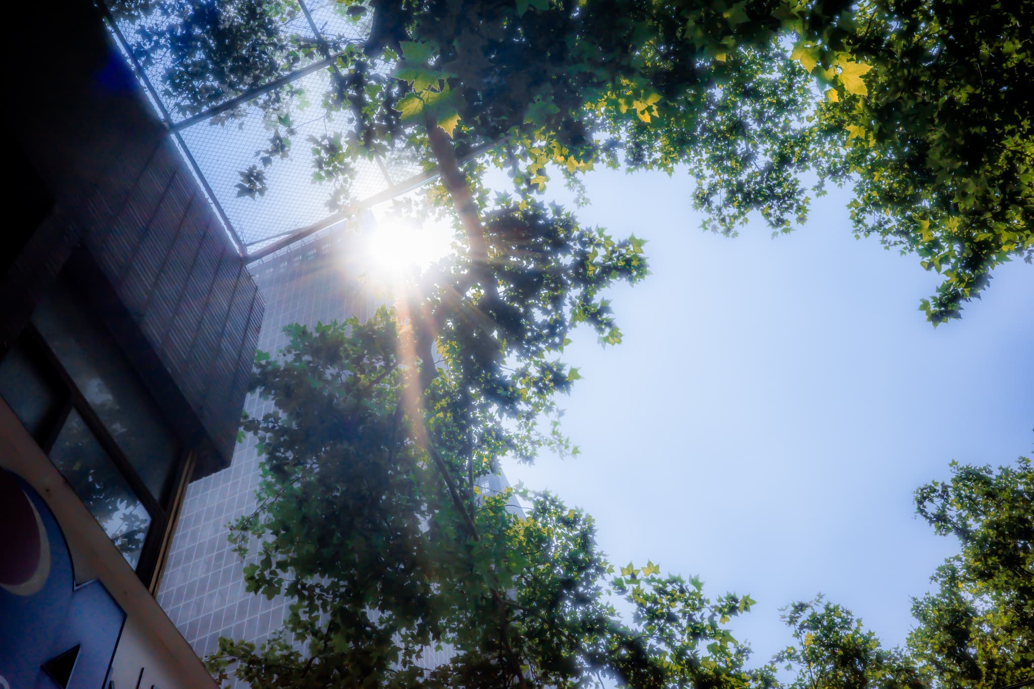 Sunlight filters through tree branches against a bright blue sky, with part of a building visible on the left