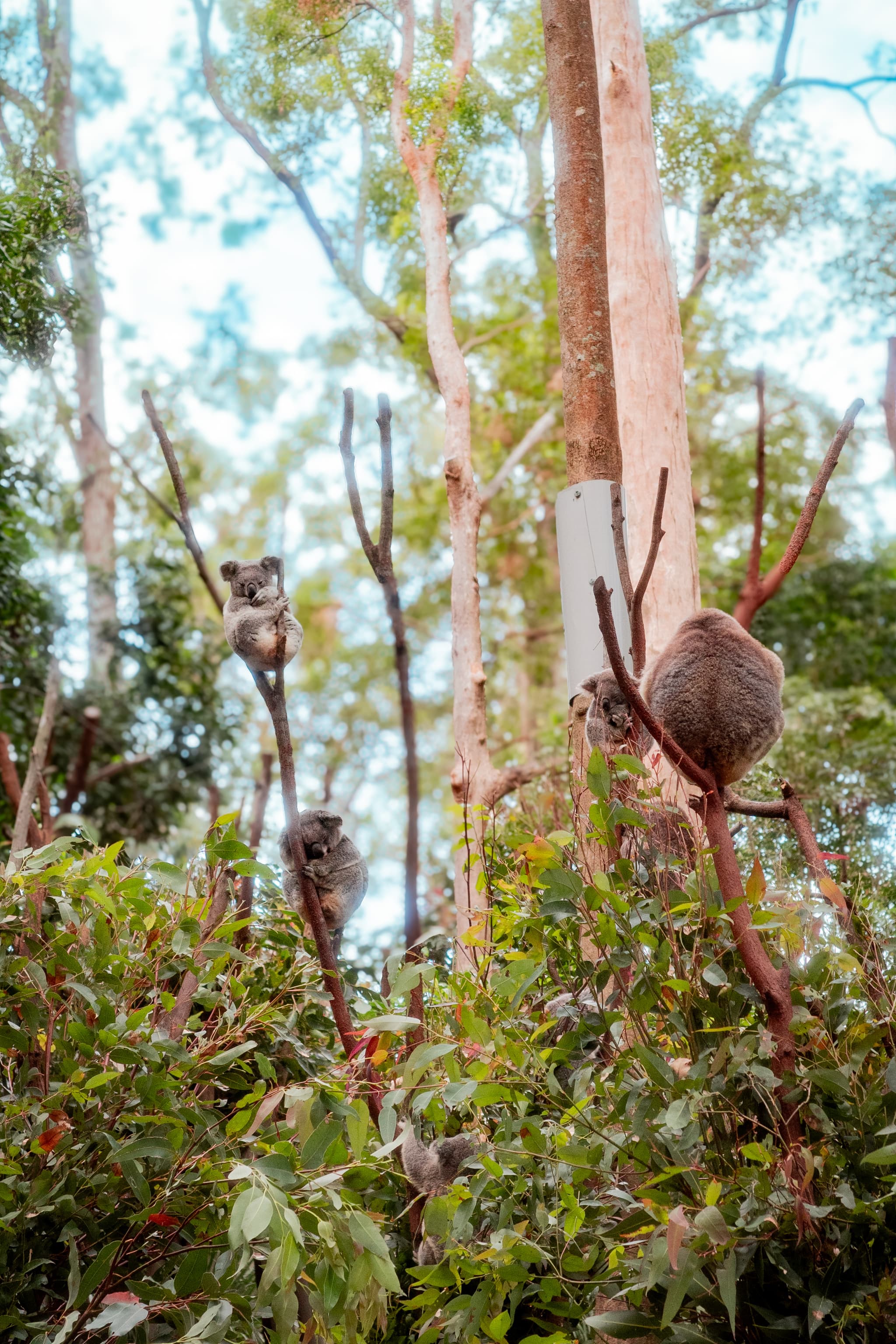 Koala perched on a eucalyptus branch in a bushland setting with tall tree trunks and leafy undergrowth
