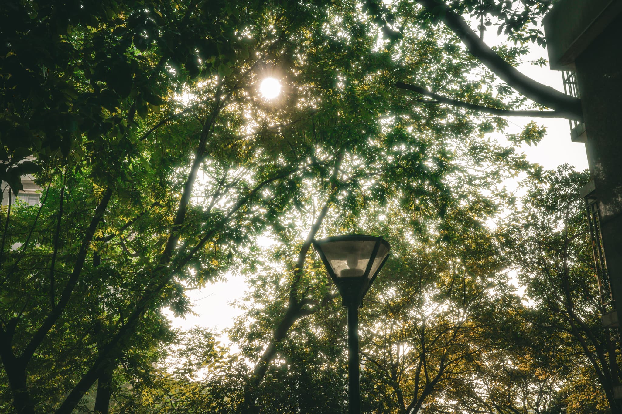 Sunlight filtering through dense treetops with a streetlamp silhouetted below