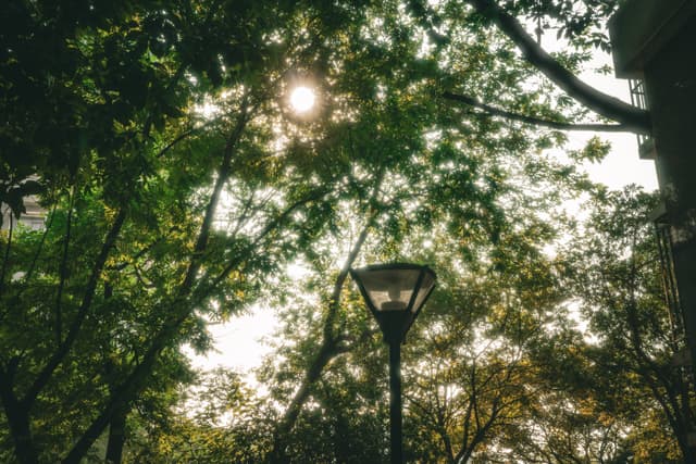 Sunlight filtering through dense treetops with a streetlamp silhouetted below