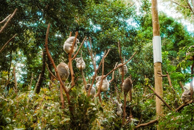 Dense forest canopy with eucalyptus trees and thick undergrowth under dappled sunlight