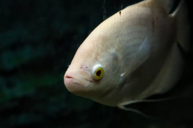 A close-up of a pale-colored fish against a dark background, with a focus on its eye and head