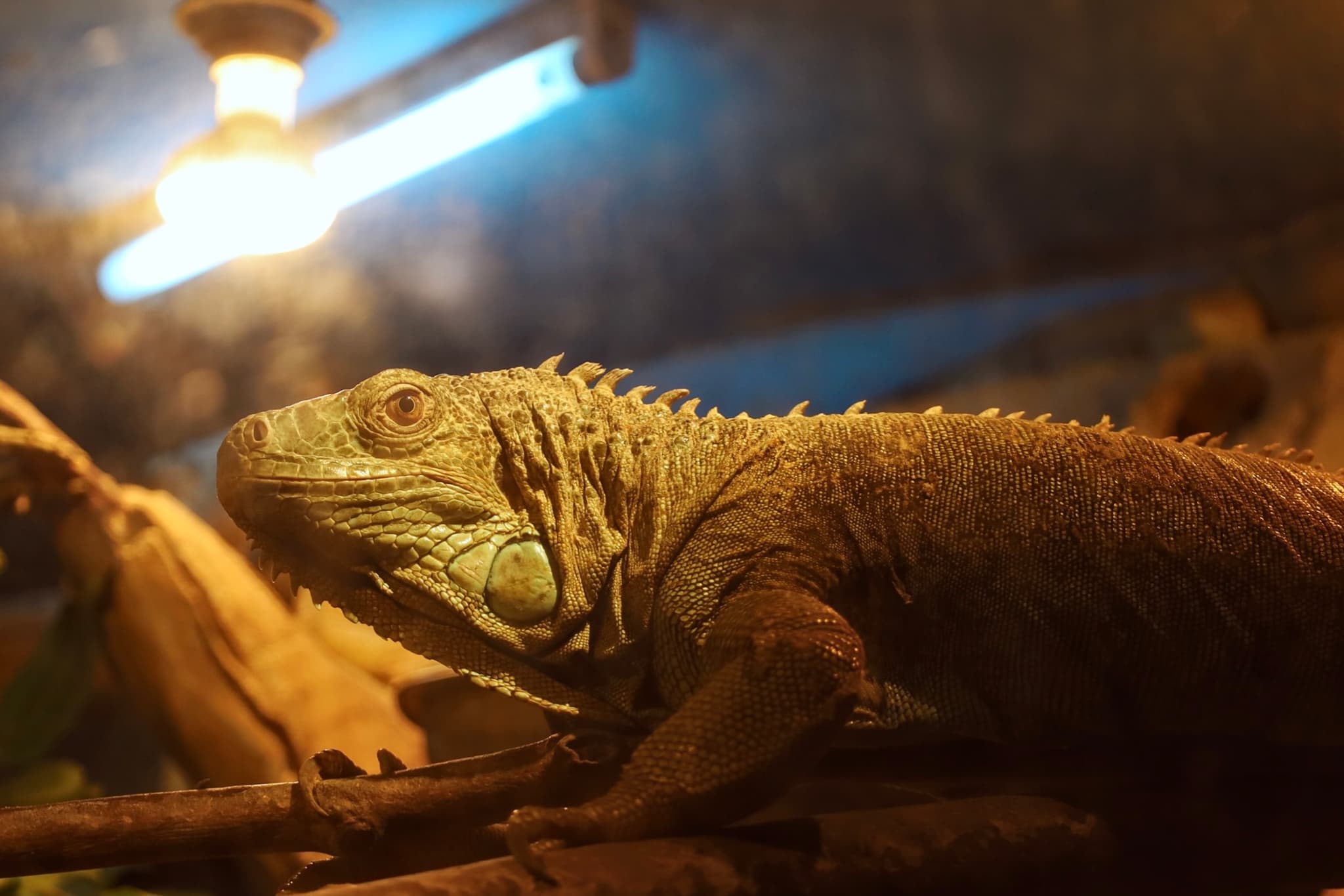 An iguana rests on a branch under a warm light, likely in a terrarium setting