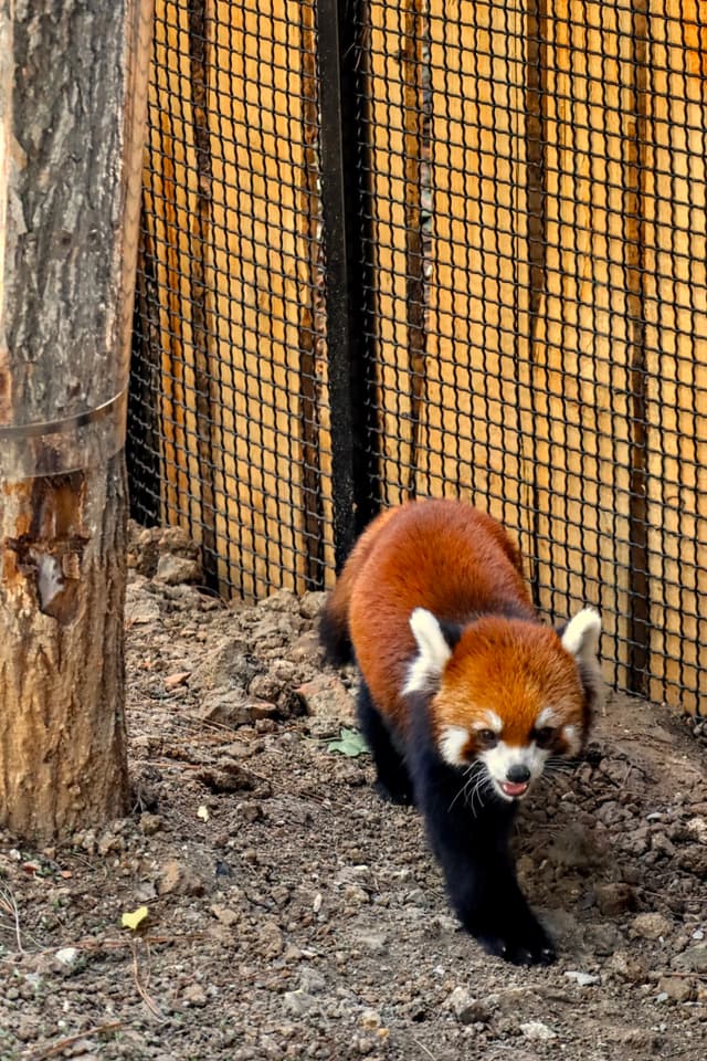 A red panda walks near a fence, with its distinctive reddish-brown fur, black legs, and bushy tail visible