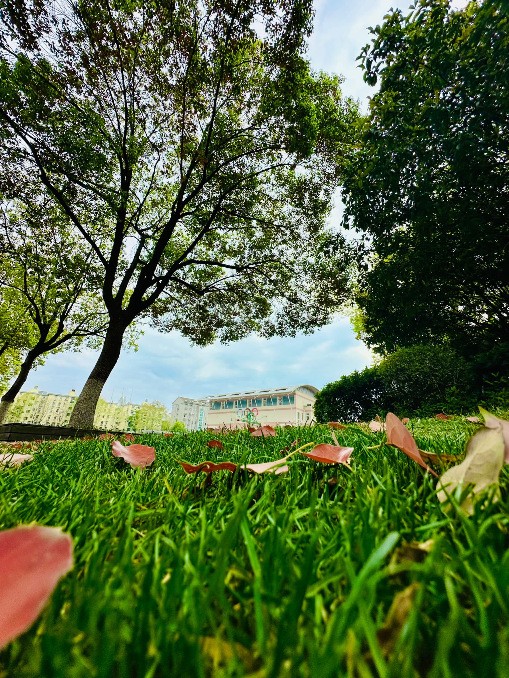 A low-angle view of a grassy area with scattered pink petals, a tree, and buildings in the background under a partly cloudy sky