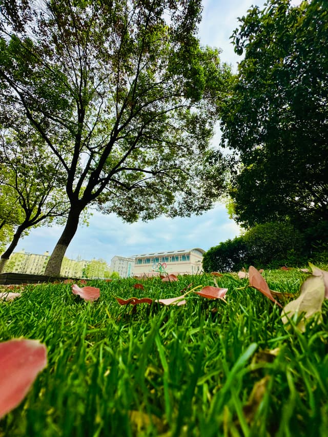 A low-angle view of a grassy area with scattered pink petals, a tree, and buildings in the background under a partly cloudy sky