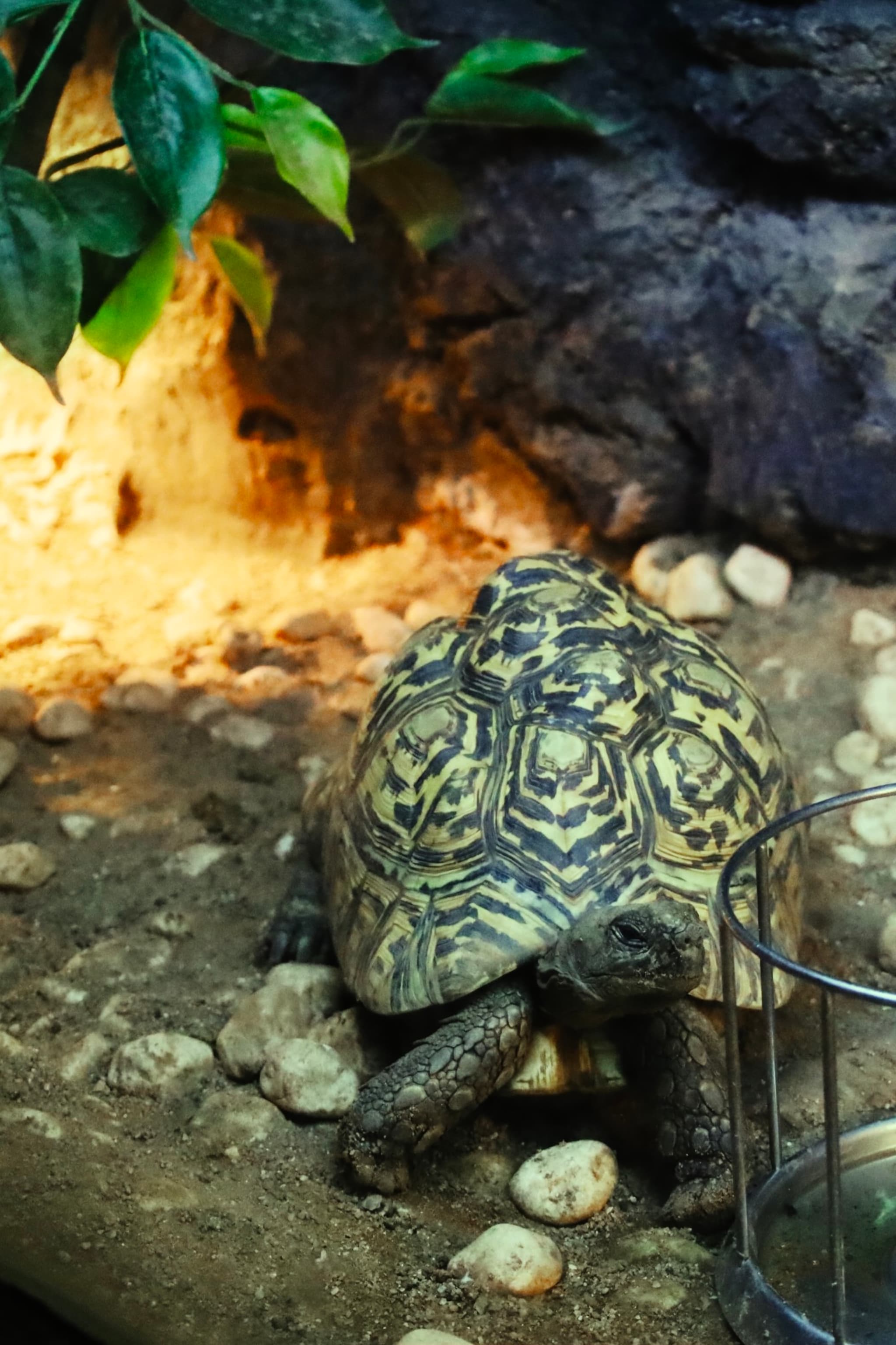 A tortoise with a patterned shell is resting on a rocky surface, surrounded by greenery and a warm light in the background