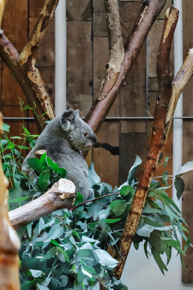 A koala perched on a branch surrounded by eucalyptus leaves