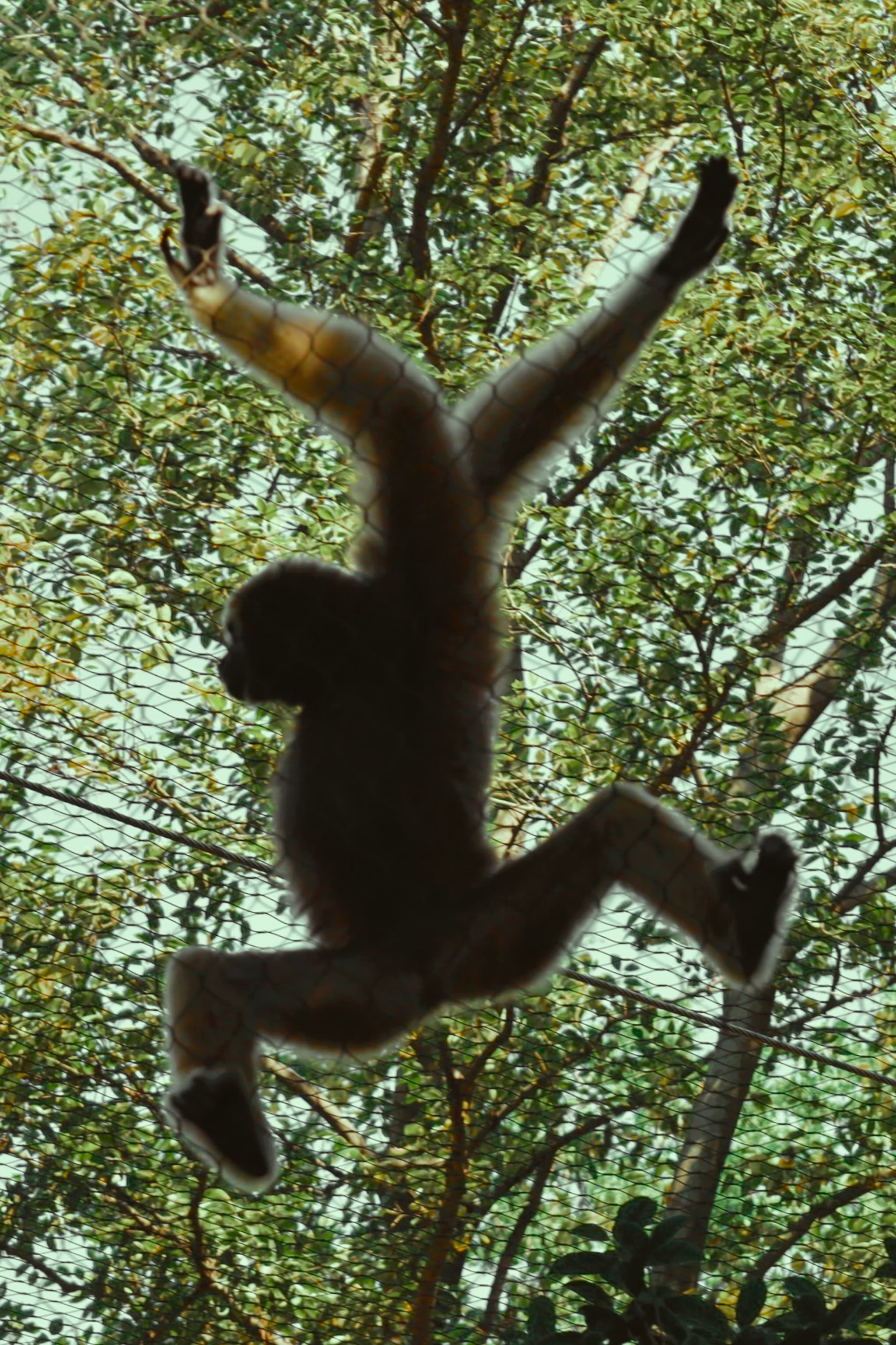 A silhouette of a monkey swinging from tree branches, with a backdrop of lush green foliage