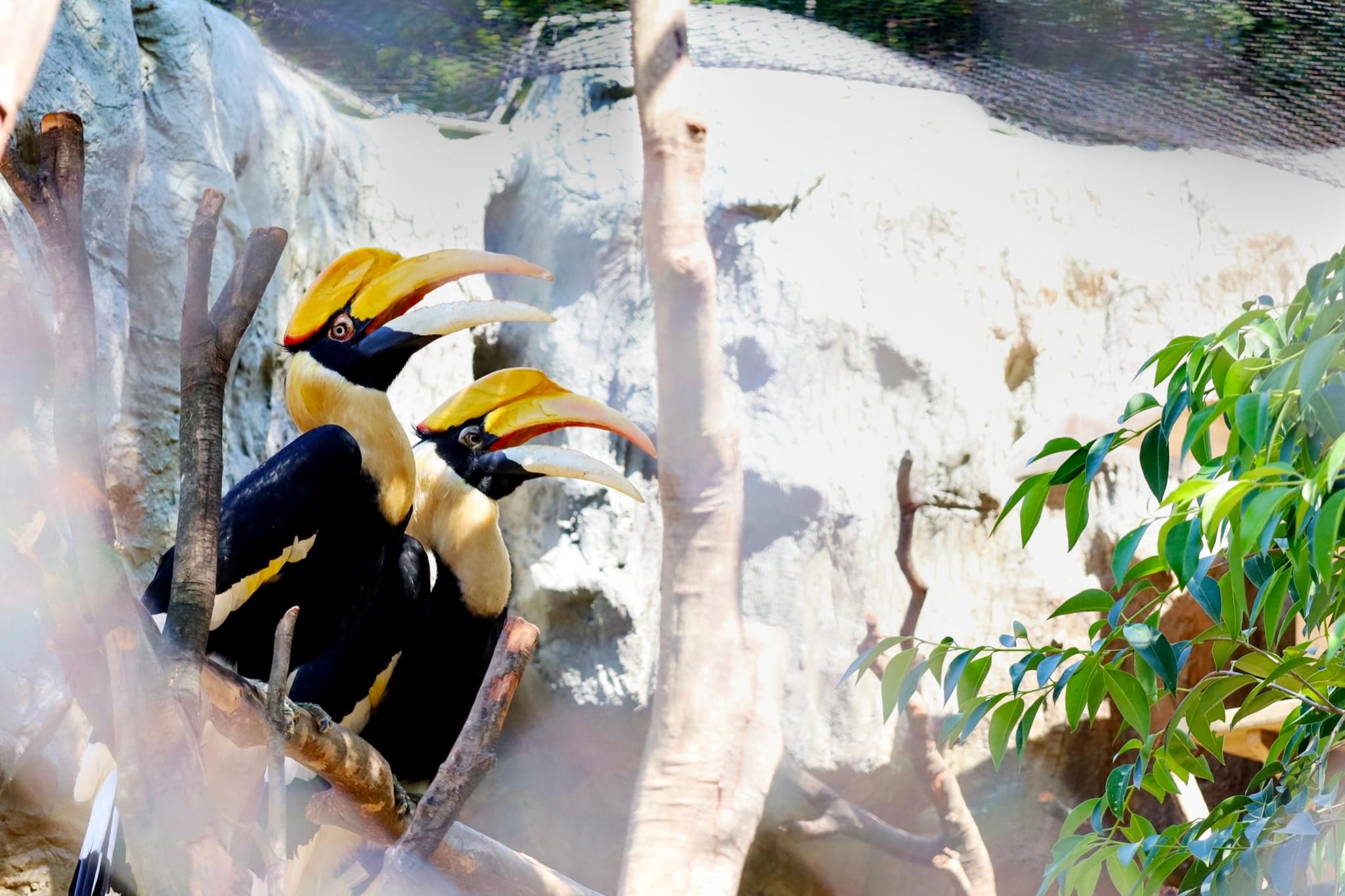 A pair of hornbills perched on a tree branch, surrounded by foliage