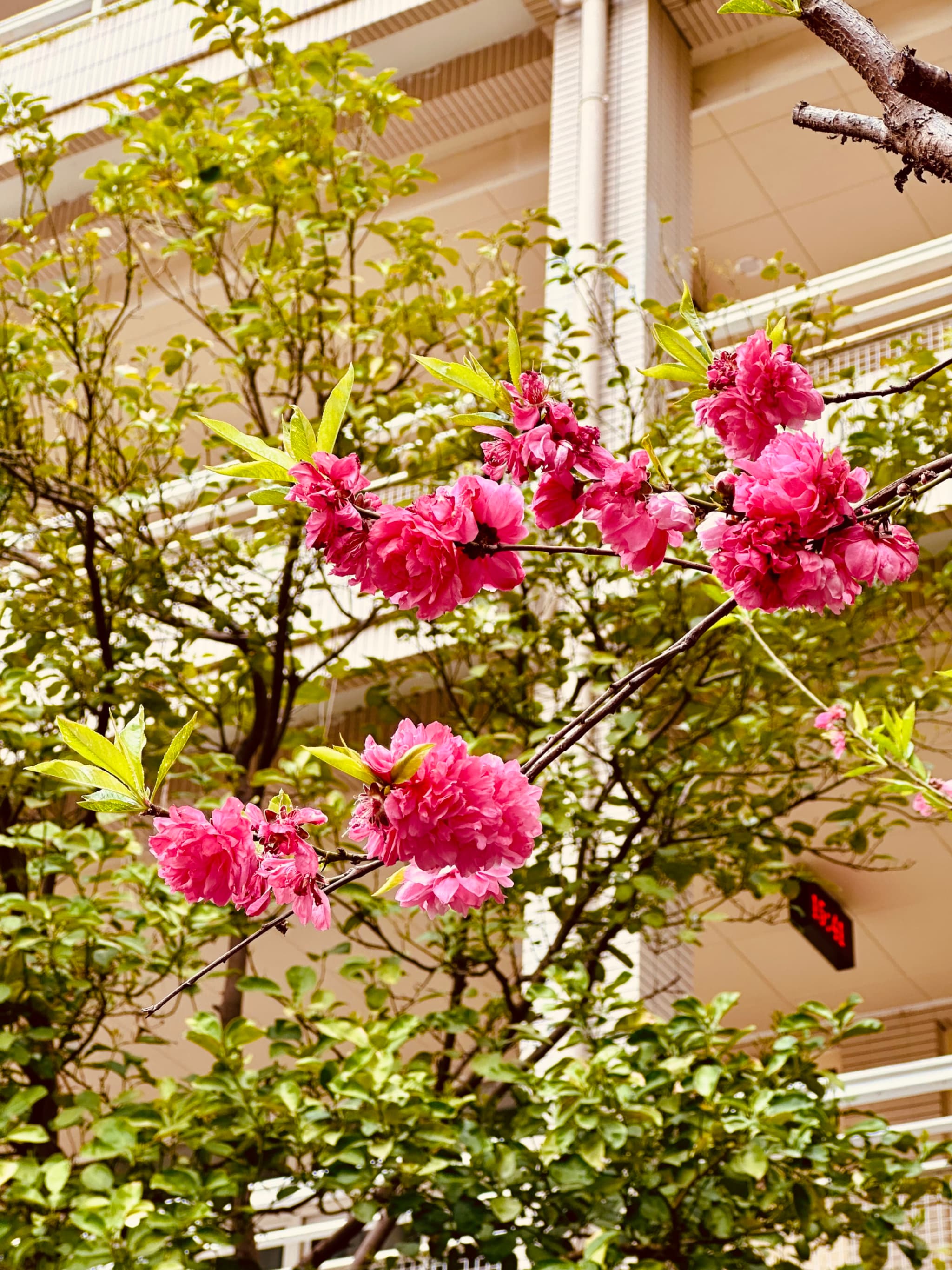 Vibrant pink flowers bloom on a branch with lush green leaves, set against the backdrop of a building with classical architecture